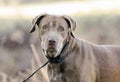 Senior Chocolate Labrador Retriever Dog Royalty Free Stock Photo