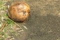 Old brown coconut weathered mature on the ground background one fruit fell from palm trees design base of the harvest of asia