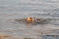 An old brown dachshund dog swims in the river. The dog is cooling down in the pond. The pet is swimming in the lake Royalty Free Stock Photo