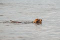 An old brown dachshund dog swims in the river. The dog is cooling down in the pond. The pet is swimming in the lake Royalty Free Stock Photo