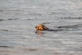 An old brown dachshund dog swims in the river. The dog is cooling down in the pond. The pet is swimming in the lake Royalty Free Stock Photo
