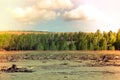 old brown dead trees with dry land Royalty Free Stock Photo