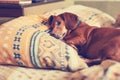 Old brown dog, the dachshund relaxes comfortably on the pillow Royalty Free Stock Photo