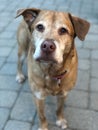 Old brown dog, looking at camera, standing outside Royalty Free Stock Photo