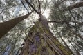 Old brown Drie Pine tree without leaves and a lonely bush growing up in a branch