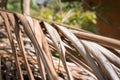 Old brown dried up coconut leaves