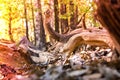 old brown dry dead tree in wood Royalty Free Stock Photo