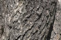Old brown, gray tree bark close-up Royalty Free Stock Photo