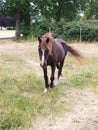 Old Brown Horse in a meager meadow Royalty Free Stock Photo