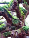 Old brown live oak tree trunk and branches with moss Royalty Free Stock Photo