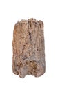 Old brown log isolated on white background Royalty Free Stock Photo