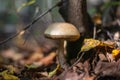 Old brown mushroom growing in the forest Royalty Free Stock Photo