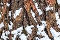 Old brown pine bark with a little snow Royalty Free Stock Photo