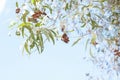 Old brown pod of Auri, Earleaf acacia, Earpod wattle, Northern black wattle, Papuan wattle or Tan wattle on sky background.