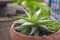 Old brown pot of fresh Aloe vera in garden