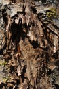 Old brown ramshackle shabby tree trunk background texture, close up