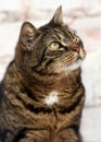 Old brown tabby cat