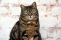 Old brown tabby cat