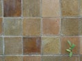 The old brown tile wall and the tiny tree