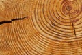 Old brown tree rings Royalty Free Stock Photo