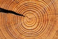 Old brown tree rings Royalty Free Stock Photo