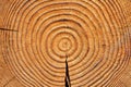 Old brown tree rings Royalty Free Stock Photo