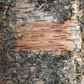 old brown tree trunk bark uneven texture background or pattern for design Royalty Free Stock Photo