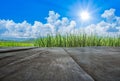 Old brown wooden floor beside green rice field with blue sky and sun shines Royalty Free Stock Photo