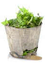 Old bucket full of garden weeds Royalty Free Stock Photo