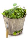 Old bucket full of garden weeds Royalty Free Stock Photo