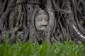 Old Buddha`s hear more than 600 years old inside root tree in Wat Maha That in Ayutthaya