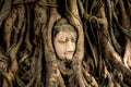 Old Buddha statue head in tree at Wat Mahathat ancient temple . landmark of Ayutthaya Thailand Royalty Free Stock Photo