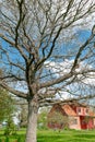 Old budding oak tree in springtime in garden, oak tree with buds in front of back yard with red brick house on background Royalty Free Stock Photo