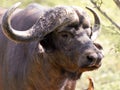 Old buffalo bull Royalty Free Stock Photo