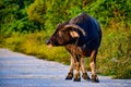 An old buffalo walking on a dirt road in Bang Lamung village Royalty Free Stock Photo
