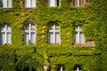Old building facade overgrown with ivy plant - Royalty Free Stock Photo