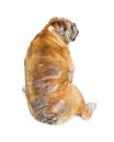 Old Bulldog With Skin Infections Royalty Free Stock Photo