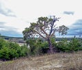 Old mangled pine tree on top of a hill Royalty Free Stock Photo