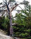 old mangled pine tree on top of a hill Royalty Free Stock Photo