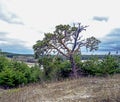 old mangled pine tree on top of a hill Royalty Free Stock Photo