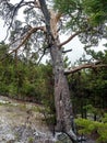 Old mangled pine tree on top of a hill Royalty Free Stock Photo