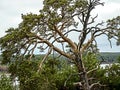 Old mangled pine tree on top of a hill Royalty Free Stock Photo