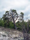 old mangled pine tree on top of a hill Royalty Free Stock Photo