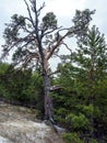 old mangled pine tree on top of a hill Royalty Free Stock Photo
