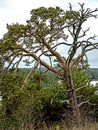 old mangled pine tree on top of a hill Royalty Free Stock Photo