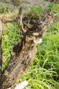 Old Burnt Tree Stump With Lizard And Mushrooms Royalty Free Stock Photo