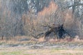 Old Burnt Willow in Winter