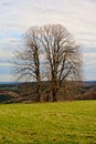 Three bare winter trees in a field, with a small stone cross in between in a cloudy Ardennes landscape Royalty Free Stock Photo