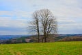 Three bare trees in a meadow, with a small stone cross in between in a cloudy Ardennes landscape Royalty Free Stock Photo