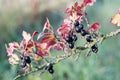 Old bush with black currant berries and diseased branches and red leaves Royalty Free Stock Photo